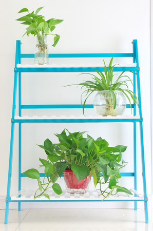 Chlorophytum on plant shelfの写真素材