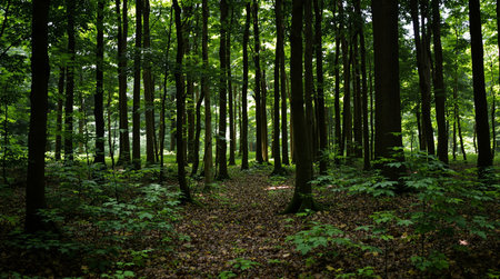 forest trees. nature green wood sunlight backgrounds. panoramic image
