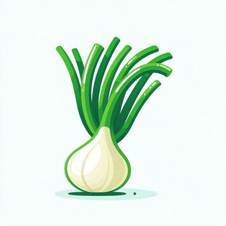 Illustration of fresh green onion on white background. Vector illustration.のイラスト素材