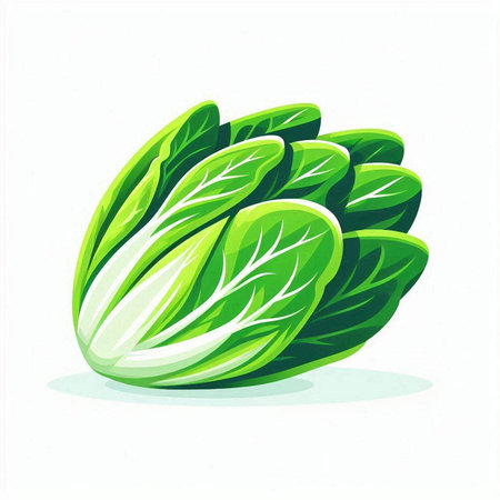 Fresh chinese cabbage isolated on white background. Vector cartoon illustration.のイラスト素材