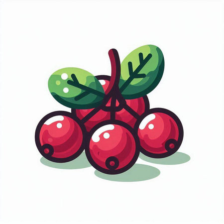 Cranberry vector illustration. Isolated berry on white background.のイラスト素材