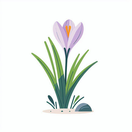 Beautiful spring crocus flower. Vector illustration in flat style.のイラスト素材