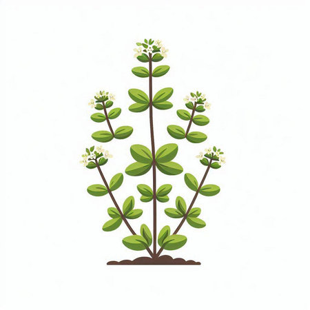 Thyme plant isolated on a white background. Vector illustration.のイラスト素材