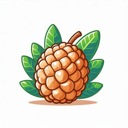 Rambutan fruit with leaves on white background. Vector illustration.のイラスト素材