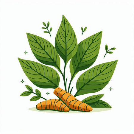 Ginger with leaves. Vector illustration isolated on a white background.のイラスト素材
