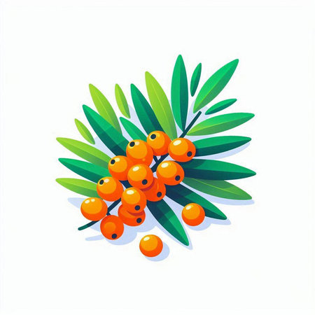 Sea buckthorn berries with green leaves isolated on white background. Vector illustration.のイラスト素材