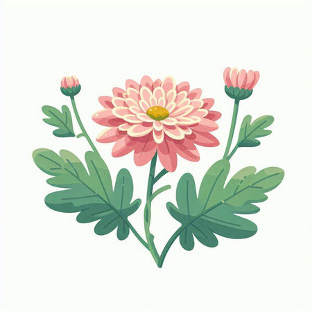 Pink chrysanthemum flower on white background. Vector illustration.のイラスト素材