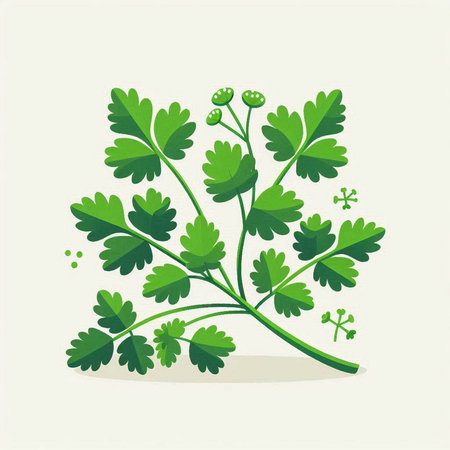 Vector illustration of parsley. Isolated on a white background.のイラスト素材