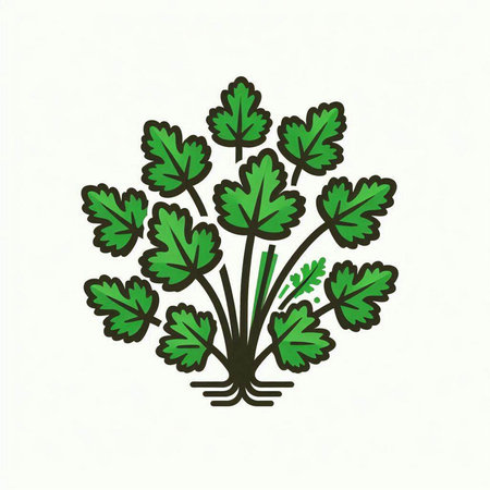 Parsley isolated on white background. Vector illustration. Eps 10.のイラスト素材