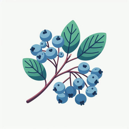 Blueberry branch with berries and leaves. Vector illustration isolated on white background.のイラスト素材