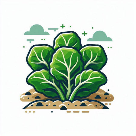 Illustration of fresh green lettuce growing in soil. Vector illustration.のイラスト素材