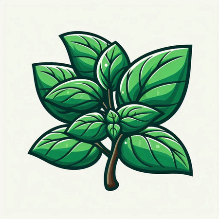 Illustration of a green basil leaf isolated on a white background.のイラスト素材
