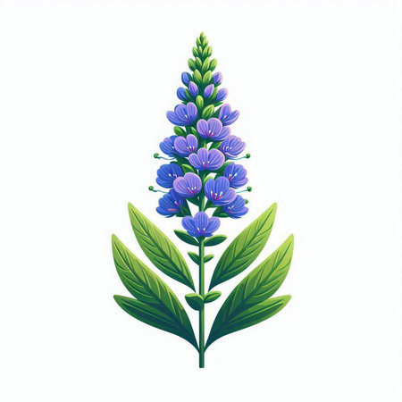 Lupine flower on a white background. Vector illustration of a flower.のイラスト素材