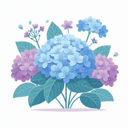 Blue hydrangea flowers on white background. Vector illustration.のイラスト素材