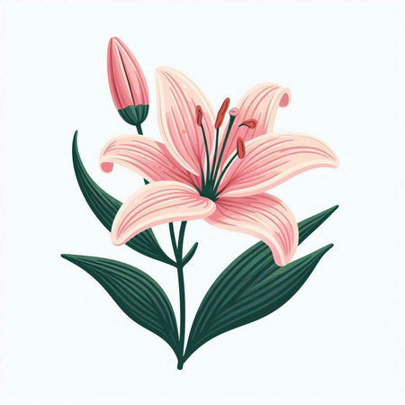 Pink lily flower on white background. Hand drawn vector illustration.のイラスト素材