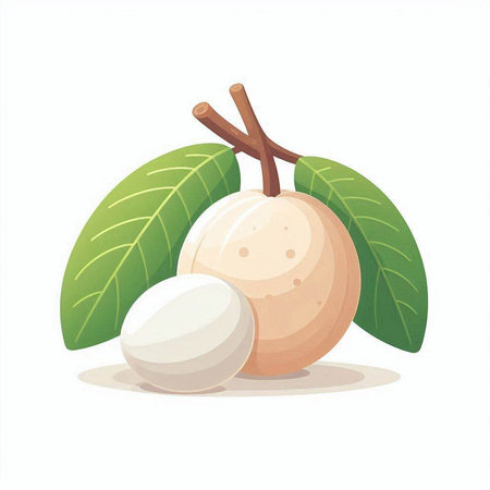 Longan fruit vector illustration isolated on white background. Vector illustration.のイラスト素材