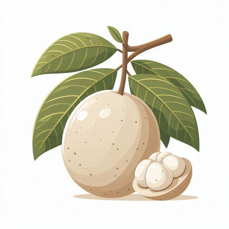Longan fruit vector illustration isolated on white background with clipping path.のイラスト素材