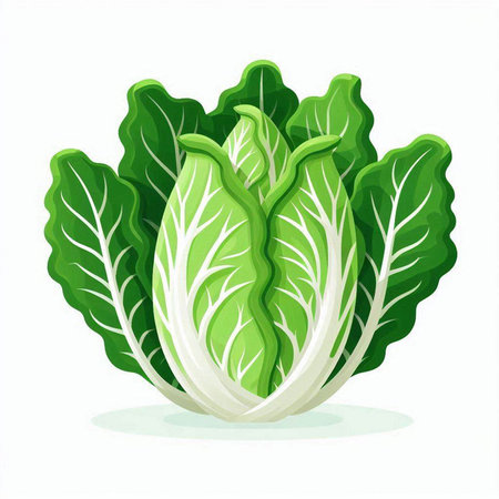 Fresh chinese cabbage isolated on white background. Vegetarian food.のイラスト素材