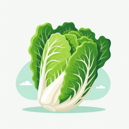 Vector illustration of fresh chinese cabbage on white background. Healthy food.のイラスト素材