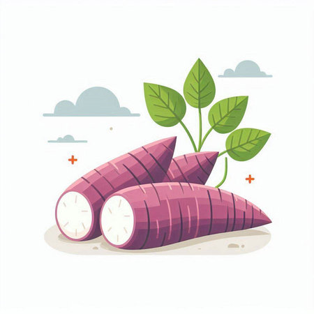 Illustration of sweet potato on the white background, vector illustration.のイラスト素材