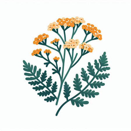 Achillea. Hand drawn vector illustration. Isolated on white background.のイラスト素材