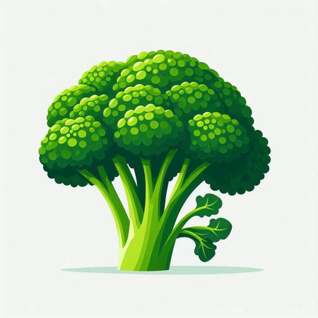 Broccoli on a white background. Vector illustration. Eps 10.のイラスト素材