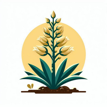Illustration of blooming yucca plant. Vector illustration.のイラスト素材