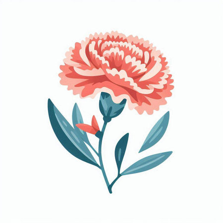 Carnation flower. Hand drawn vector illustration isolated on white background.のイラスト素材