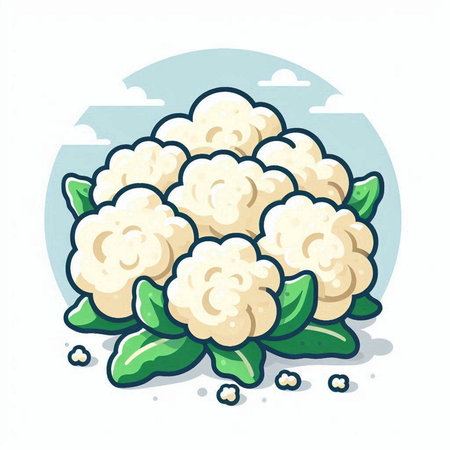 Cauliflower. Cauliflower vector illustration. Cauliflower iconのイラスト素材