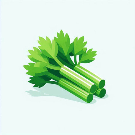 Illustration of fresh celery on a white background. Vector illustration.のイラスト素材