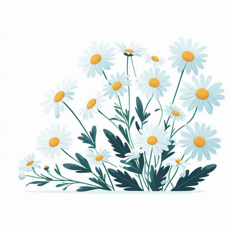 chamomile bouquet isolated on white background. Vector illustration.のイラスト素材