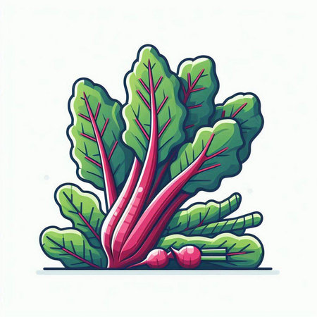 Beetroot vegetable vector illustration. Isolated on white background.のイラスト素材
