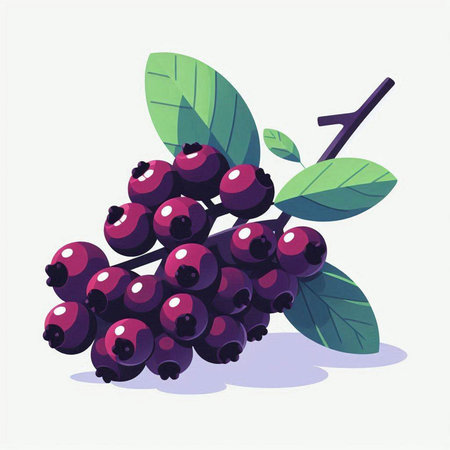 Bunch of ripe black currant berries with green leaves. Vector illustration.のイラスト素材
