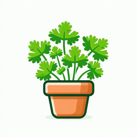 Coriander plant in a pot on a white background. Vector illustration.のイラスト素材