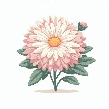 Pink chrysanthemum isolated on white background. Vector illustration.のイラスト素材