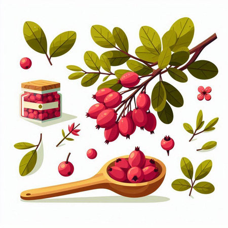 Hawthorn berries in wooden spoon and jar with jam. Vector illustration.のイラスト素材