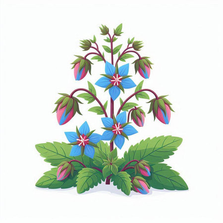 Illustration of a borage plant isolated on a white background.のイラスト素材