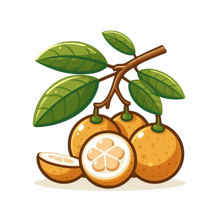 Illustration of ripe longan fruit with green leaves on white backgroundのイラスト素材