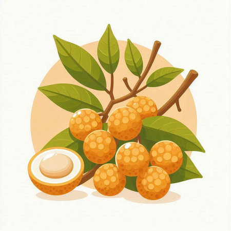 Longan fruit vector illustration. Fresh longan fruit with leaves.のイラスト素材