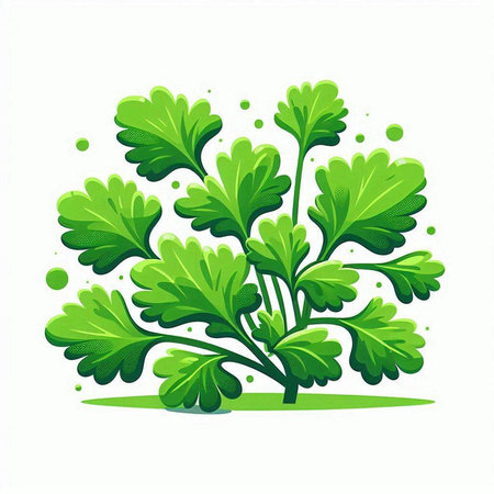 Parsley isolated on a white background. Vector illustration for your designのイラスト素材