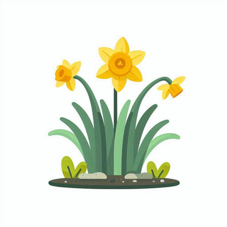 Cartoon daffodils. Spring flowers. Vector illustration isolated on white background.のイラスト素材