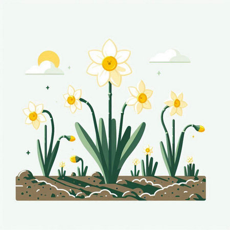 Narcissus flowers in the garden. Vector illustration in flat style.のイラスト素材