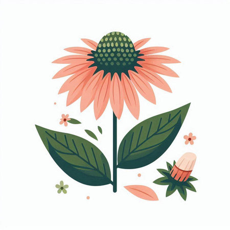 Vector illustration of echinacea with leaves and flowers isolated on white backgroundのイラスト素材