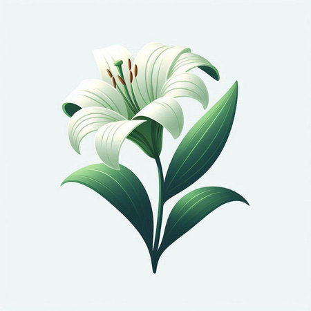 Lily flower. Vector illustration. White lily isolated on white background.のイラスト素材