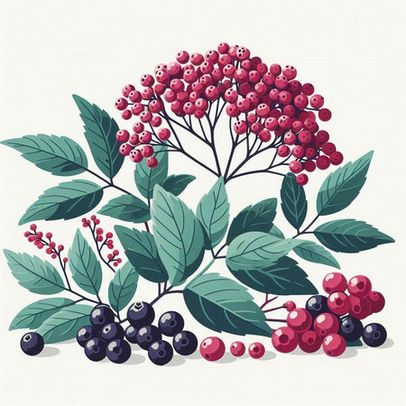 Vector illustration of rowan branch with berries and leaves in vintage style.のイラスト素材