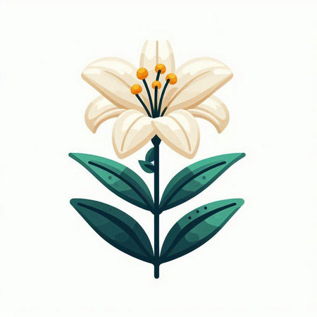 White lily flower isolated on white background. Hand drawn vector illustration.のイラスト素材