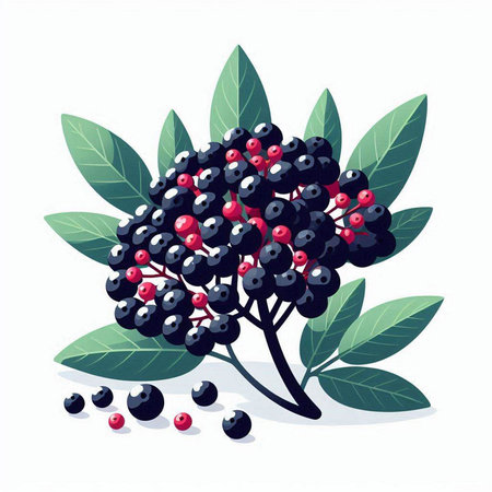 Black elderberry with leaves and berries on white background. Vector illustration.のイラスト素材