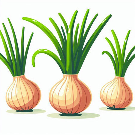 Illustration of a set of three onions on a white background.のイラスト素材