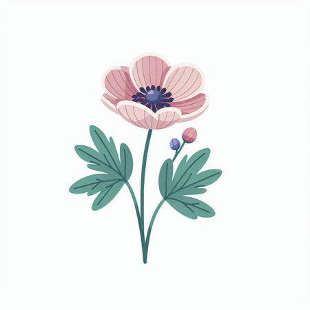 vector illustration of anemone flower isolated on a white background.のイラスト素材