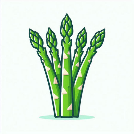 Asparagus vector illustration. Fresh green asparagus vegetable.のイラスト素材